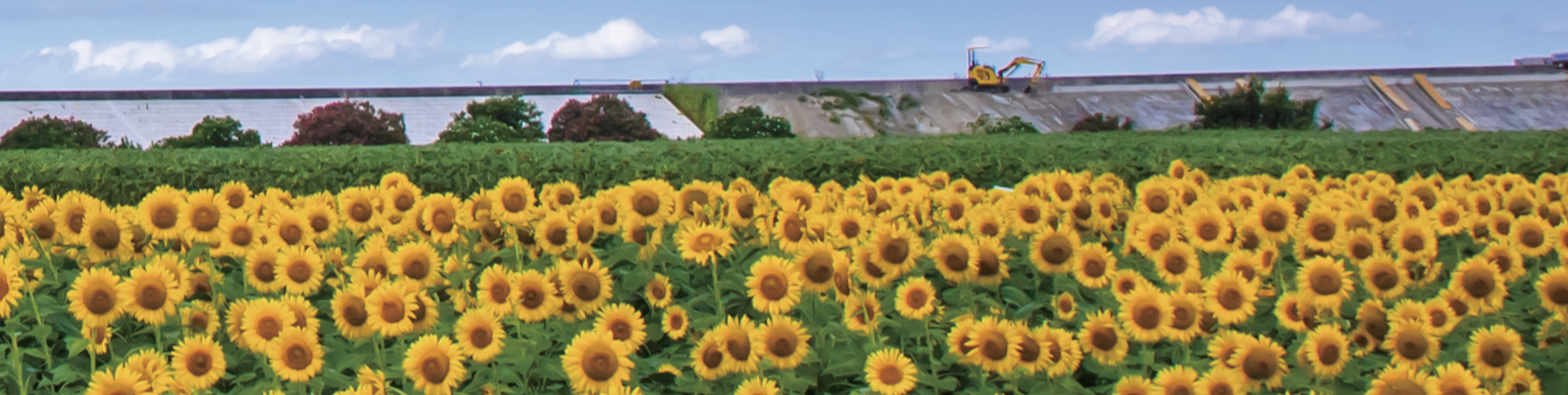 ひまわり畑の背景